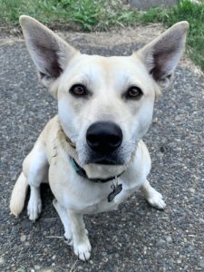 Dog looking into camera